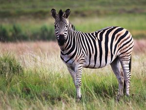 Preview wallpaper zebra, animal, field, wildlife