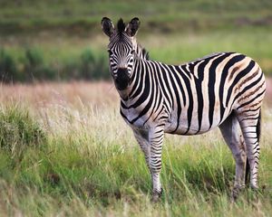 Preview wallpaper zebra, animal, field, wildlife