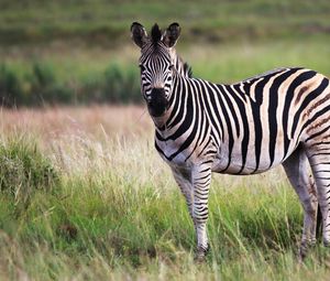 Preview wallpaper zebra, animal, field, wildlife