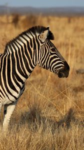 Preview wallpaper zebra, animal, field, grass, wildlife