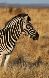 Preview wallpaper zebra, animal, field, grass, wildlife