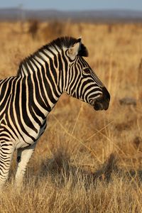 Preview wallpaper zebra, animal, field, grass, wildlife