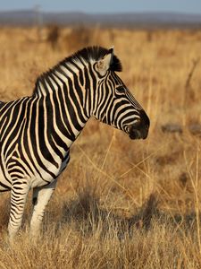 Preview wallpaper zebra, animal, field, grass, wildlife