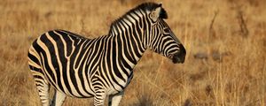 Preview wallpaper zebra, animal, field, grass, wildlife