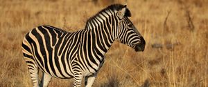 Preview wallpaper zebra, animal, field, grass, wildlife