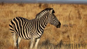 Preview wallpaper zebra, animal, field, grass, wildlife