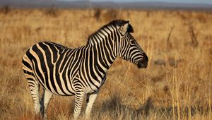 Preview wallpaper zebra, animal, field, grass, wildlife