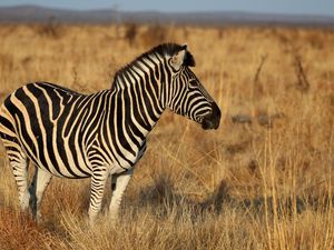 Preview wallpaper zebra, animal, field, grass, wildlife