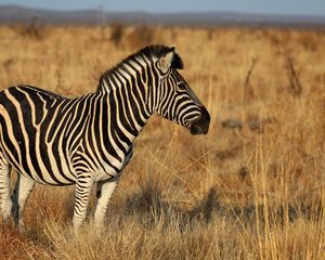 Preview wallpaper zebra, animal, field, grass, wildlife