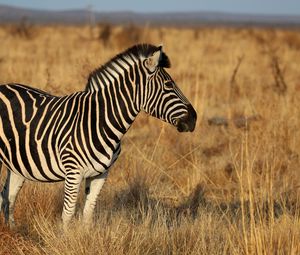 Preview wallpaper zebra, animal, field, grass, wildlife