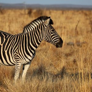 Preview wallpaper zebra, animal, field, grass, wildlife