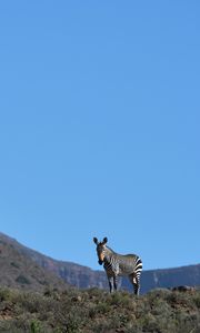 Preview wallpaper zebra, animal, grass, wildlife