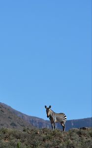 Preview wallpaper zebra, animal, grass, wildlife