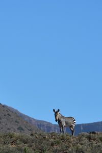 Preview wallpaper zebra, animal, grass, wildlife