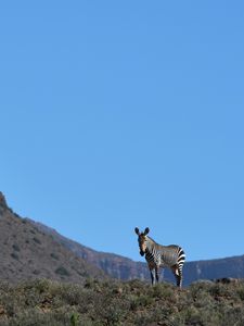 Preview wallpaper zebra, animal, grass, wildlife