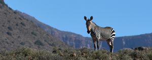 Preview wallpaper zebra, animal, grass, wildlife
