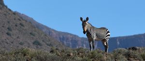 Preview wallpaper zebra, animal, grass, wildlife