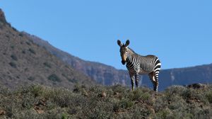 Preview wallpaper zebra, animal, grass, wildlife