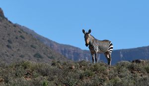 Preview wallpaper zebra, animal, grass, wildlife