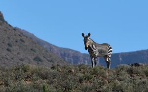 Preview wallpaper zebra, animal, grass, wildlife