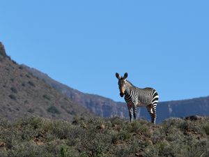 Preview wallpaper zebra, animal, grass, wildlife