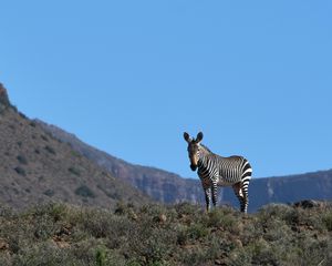Preview wallpaper zebra, animal, grass, wildlife