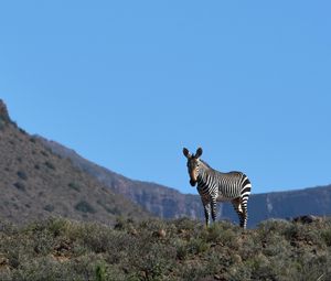 Preview wallpaper zebra, animal, grass, wildlife
