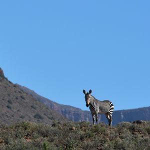 Preview wallpaper zebra, animal, grass, wildlife