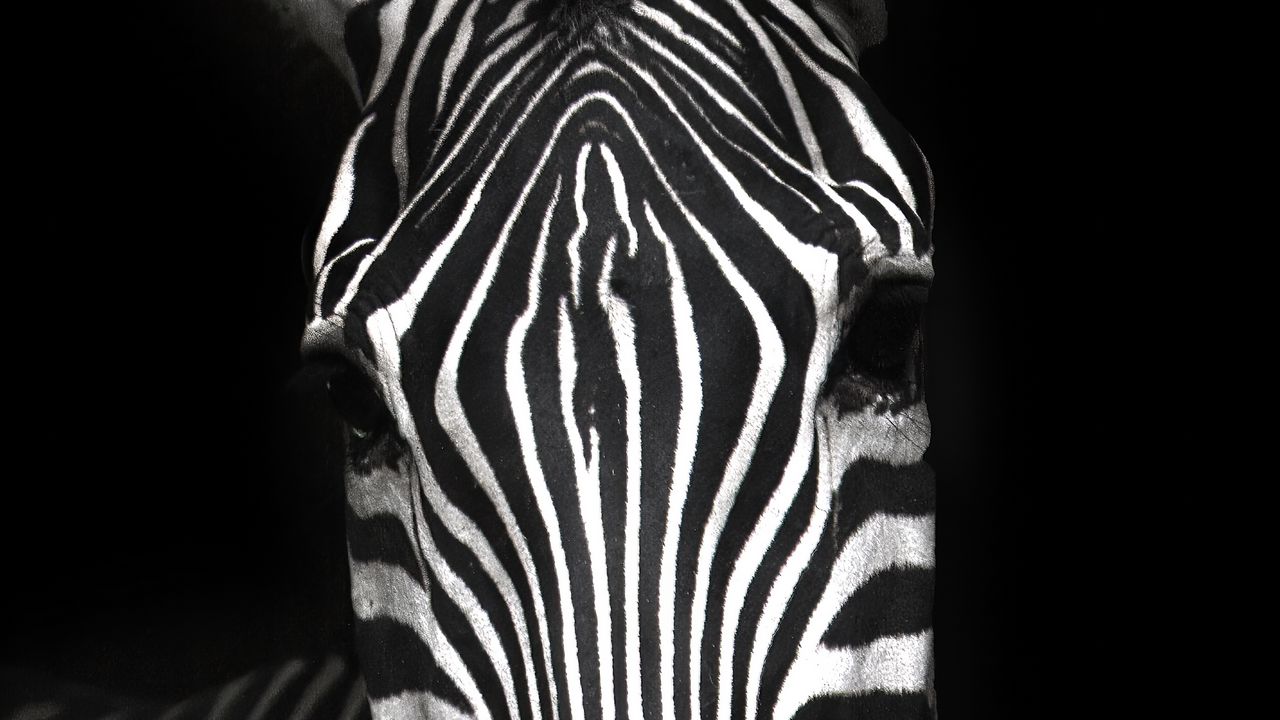 Wallpaper zebra, animal, striped, bw