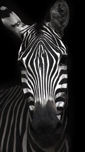 Preview wallpaper zebra, animal, striped, bw