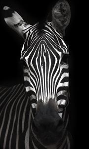 Preview wallpaper zebra, animal, striped, bw