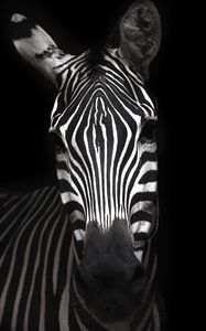 Preview wallpaper zebra, animal, striped, bw