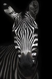 Preview wallpaper zebra, animal, striped, bw