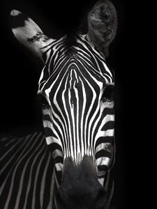 Preview wallpaper zebra, animal, striped, bw