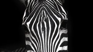 Preview wallpaper zebra, animal, striped, bw