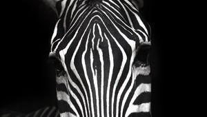 Preview wallpaper zebra, animal, striped, bw