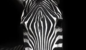 Preview wallpaper zebra, animal, striped, bw