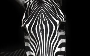 Preview wallpaper zebra, animal, striped, bw