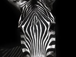 Preview wallpaper zebra, animal, striped, bw