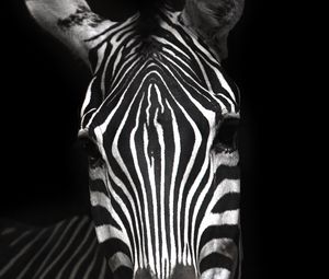 Preview wallpaper zebra, animal, striped, bw