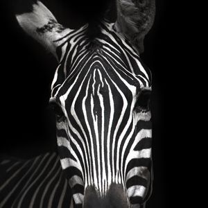 Preview wallpaper zebra, animal, striped, bw