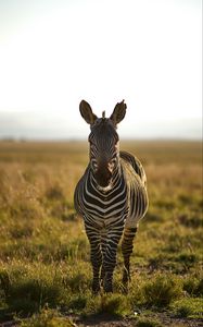 Preview wallpaper zebra, animal, stripes, wildlife