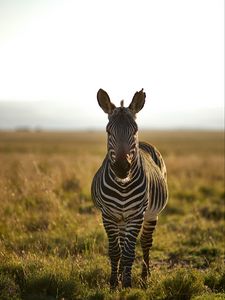 Preview wallpaper zebra, animal, stripes, wildlife