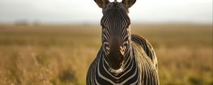 Preview wallpaper zebra, animal, stripes, wildlife