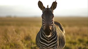 Preview wallpaper zebra, animal, stripes, wildlife