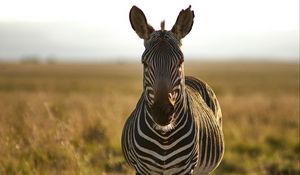 Preview wallpaper zebra, animal, stripes, wildlife