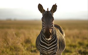 Preview wallpaper zebra, animal, stripes, wildlife