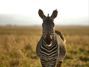 Preview wallpaper zebra, animal, stripes, wildlife