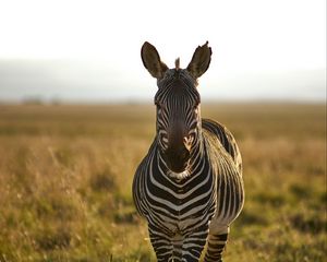 Preview wallpaper zebra, animal, stripes, wildlife