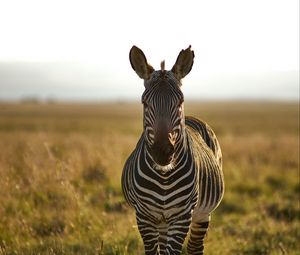 Preview wallpaper zebra, animal, stripes, wildlife